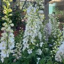 Delphinium 'Guardian White' - image 1