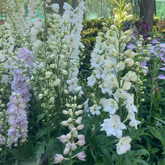 Delphinium 'Guardian White' - image 2