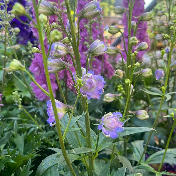 Delphinium  Highlander 'Bolero'