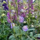 Delphinium  Highlander 'Bolero'
