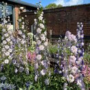 Delphinium Highlander Cha Cha
