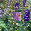 Delphinium Highlander 'Purple Surprise'