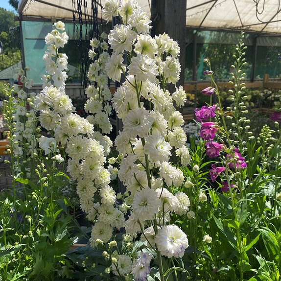 Delphinium Highlander 'samba'