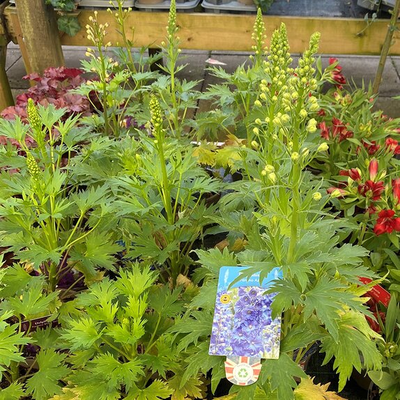 Delphinium Paramo Azul