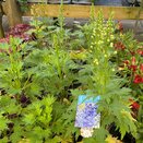 Delphinium Paramo Azul