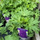 Delphinium Paramo Black Velvet