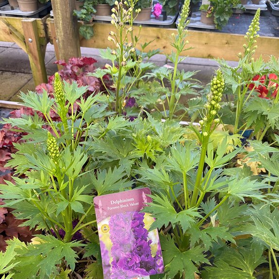 Delphinium Paramo Black Velvet