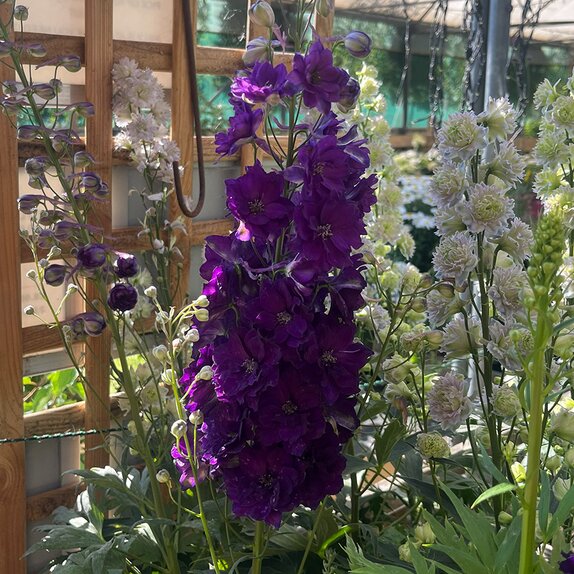 Delphinium Paramo Black Velvet