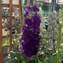 Delphinium Paramo Black Velvet