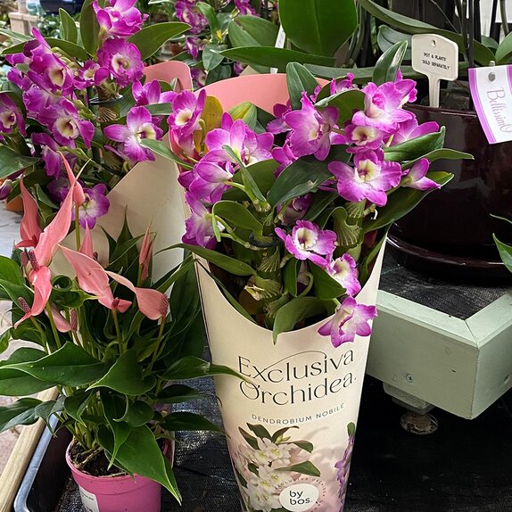 Dendrobium nob. 'Star Class Akatsuki' 