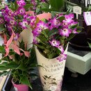 Dendrobium nob. 'Star Class Akatsuki' 