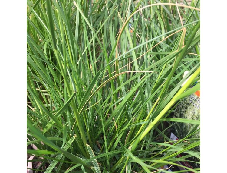 Deschampsia cespitosa Pixie Fountain 3 litre pot