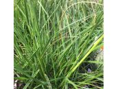 Deschampsia cespitosa Pixie Fountain 3 litre pot