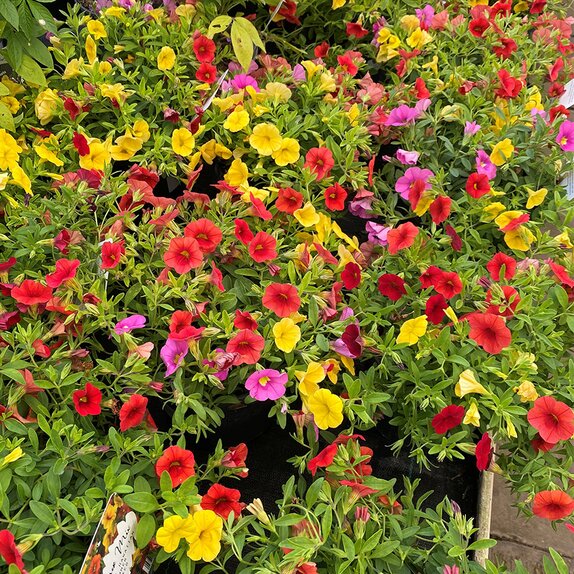 Designer Mix Confetti Hawaiian Kalani 2 litre pot