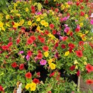 Designer Mix Confetti Hawaiian Kalani 2 litre pot