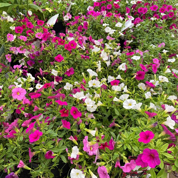 Designer Mix Trixi Pink Paradise 2 litre pot