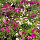 Designer Mix Trixi Pink Paradise 2 litre pot