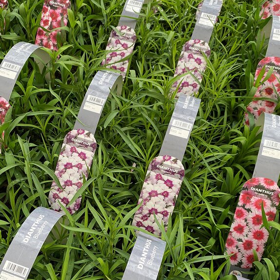 Dianthus Blueberry 6 pack