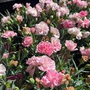 Dianthus caryophyllus Sweet Pleasure Peppermint