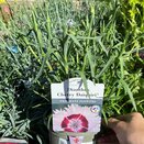 Dianthus Cocktail Cherry Daiquiri 1.5 litre pot