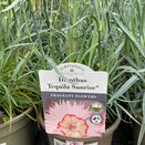 Dianthus Cocktail Tequila Sunrise