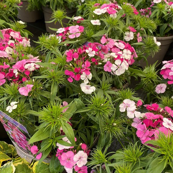 Dianthus Dart Pink Magician