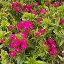 Dianthus Dart Purple