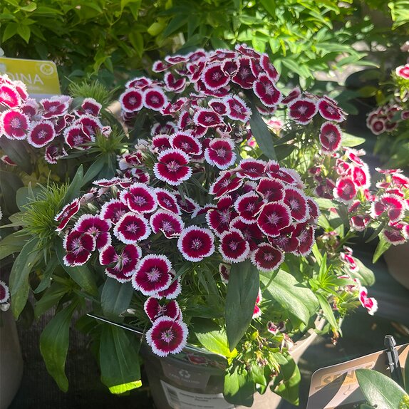 Dianthus Dart Red White Picotee