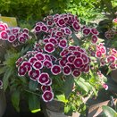 Dianthus Dart Red White Picotee