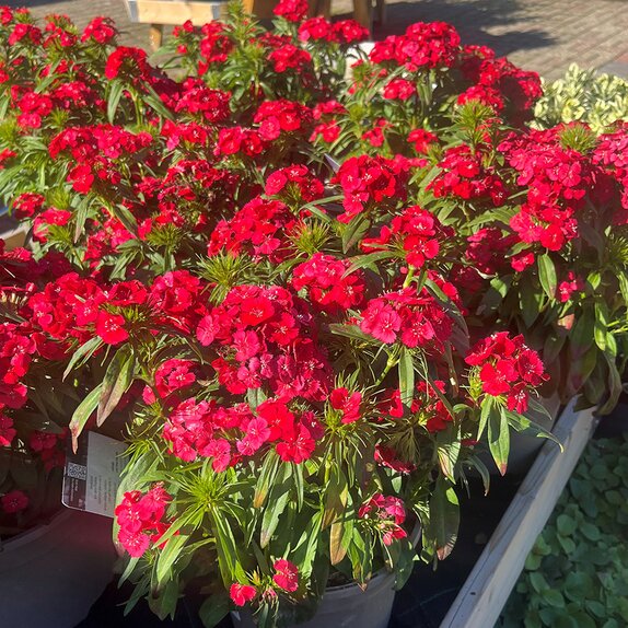 Dianthus Dart Scarlet