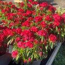 Dianthus Dart Scarlet
