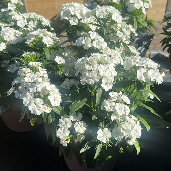 Dianthus Dart White