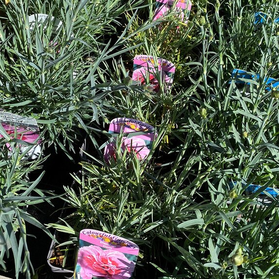 Dianthus Doris