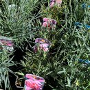 Dianthus Doris