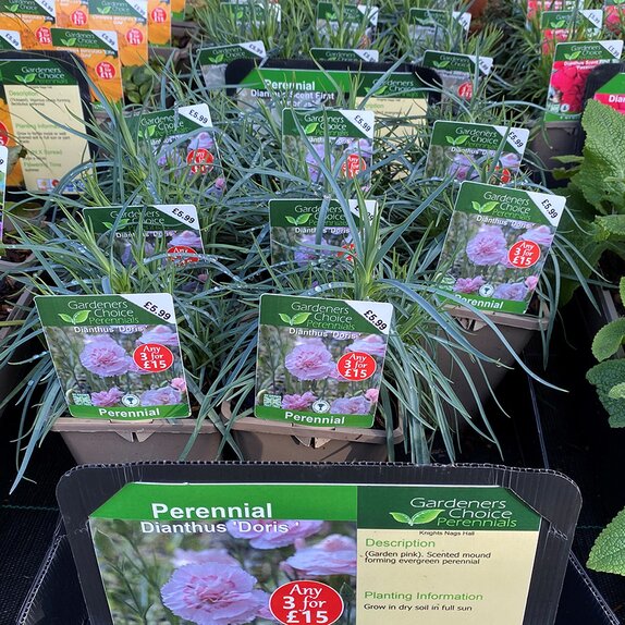 Dianthus 'Doris'