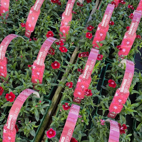 Dianthus Hardy Deep Red 6pk