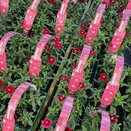 Dianthus Hardy Deep Red 6pk