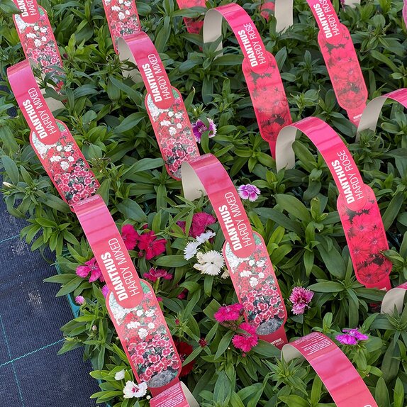 Dianthus Hardy Mixed 6 pk