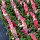 Dianthus Hardy Mixed 6 pk