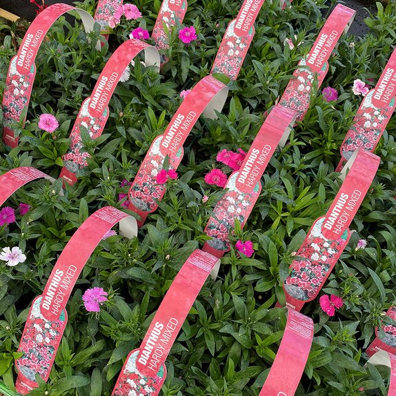 Dianthus Hardy Mixed 6pk