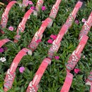 Dianthus Hardy Mixed 6pk