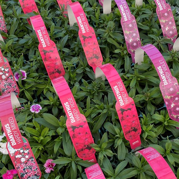 Dianthus Hardy Rose 6pk