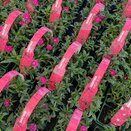 Dianthus Hardy Rose 6pk
