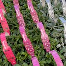 Dianthus Hardy Violet 6pk