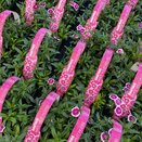 Dianthus Hardy Violet Picotee 6pk