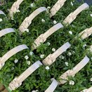 Dianthus Hardy White 6pk