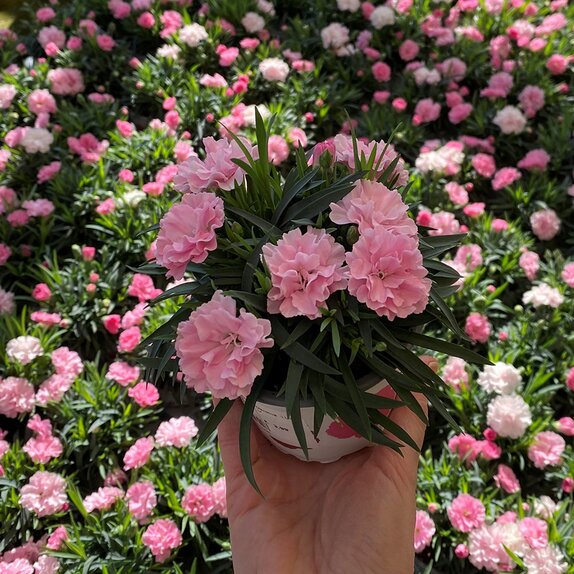 Dianthus 'I Love U'