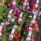 Dianthus Mixed 6pk