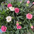 Dianthus Oscar in varieties 10.5cm pot