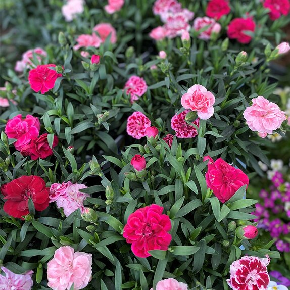 Dianthus Oscar Trixi 15cm pot